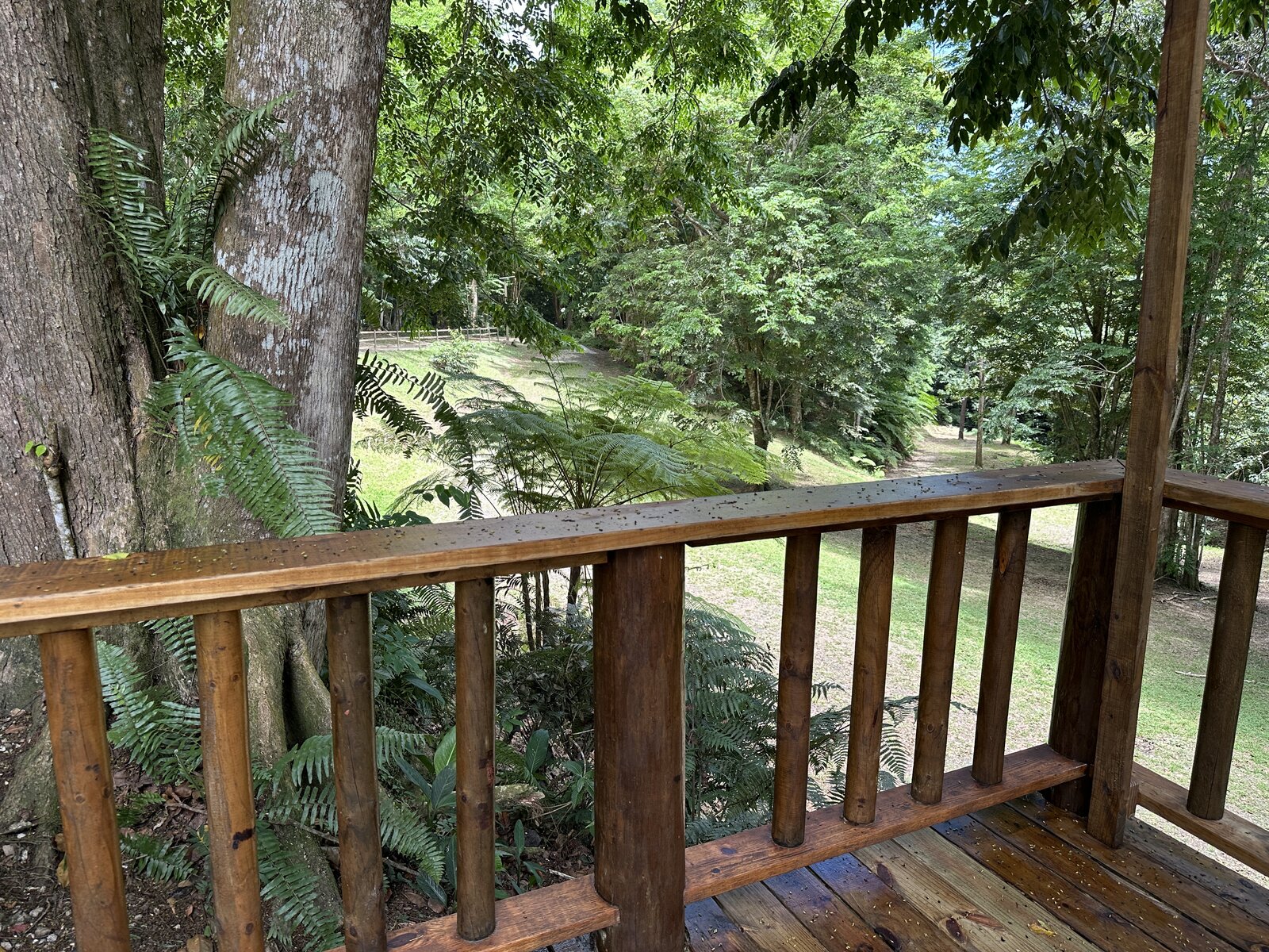 View over the lawn and rainforest from the Batey Zumbador deck