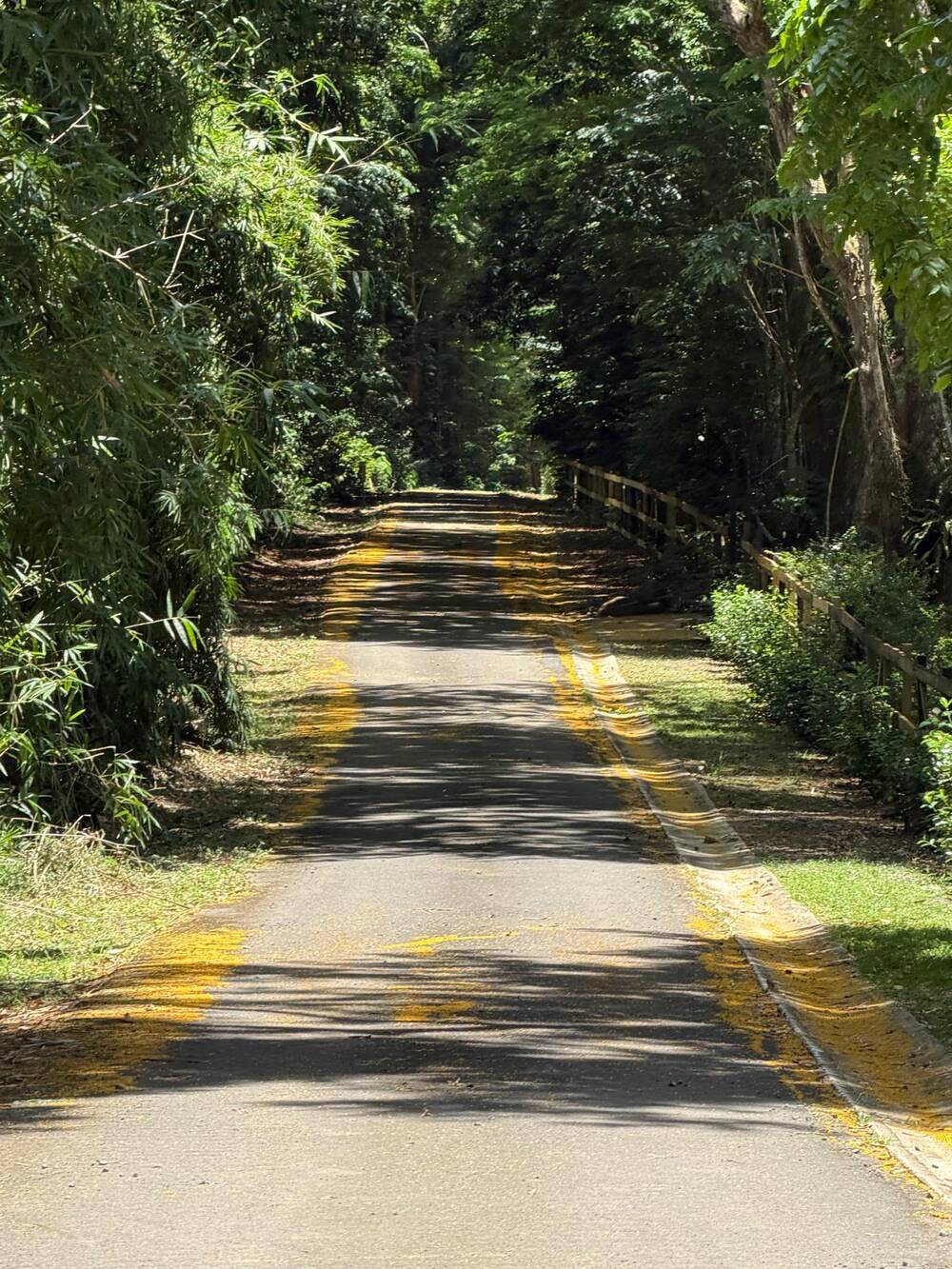 Tree-lined entrance road at Hacienda Yuké