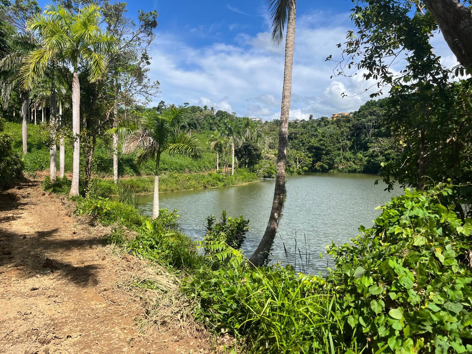 The private lake at Hacienda Yuké with a leaning palm at its edge