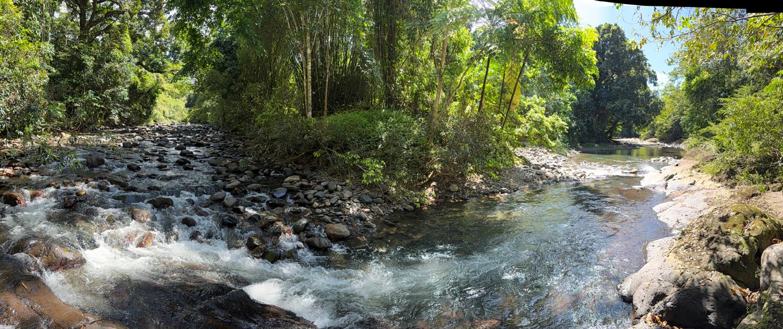 Mameyes River rapids and forest grove